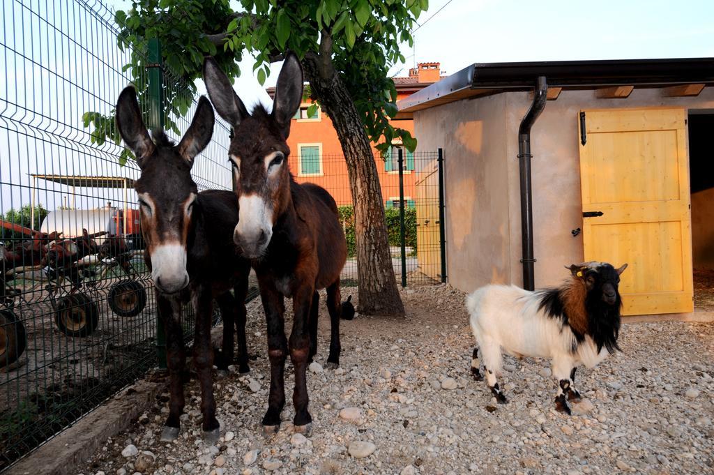 Agriturismo Al Barco Sommacampagna Luaran gambar